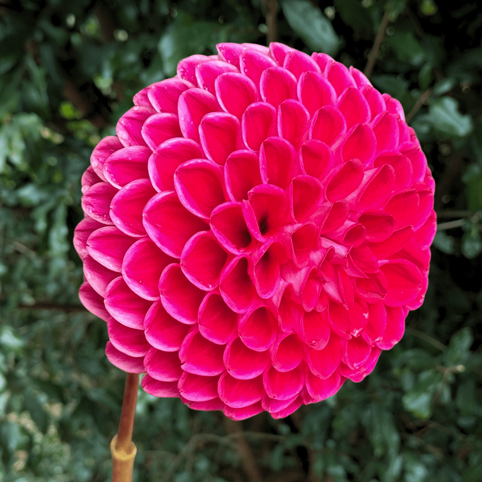 Jowey Anoushka Dahlia Tuber | South Africa - Love Dahlias - south - africa - flower - bulbs