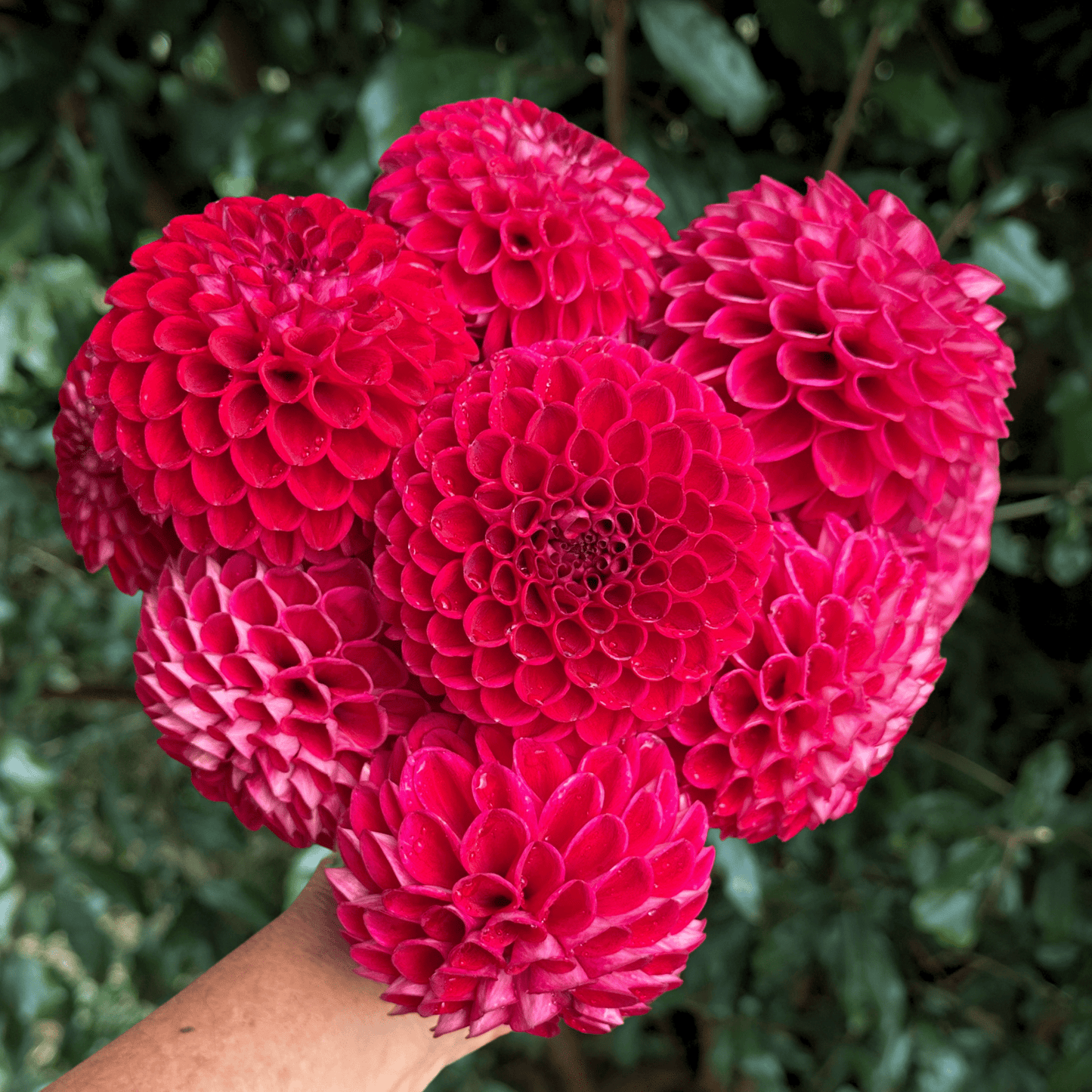 Jowey Anoushka Dahlia Tuber | South Africa - Love Dahlias - south - africa - flower - bulbs