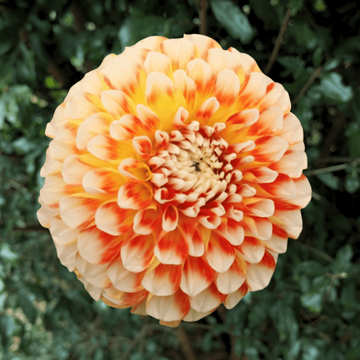 Jowey Fantasy Dahlia Tuber | South Africa - Love Dahlias - south - africa - flower - bulbs