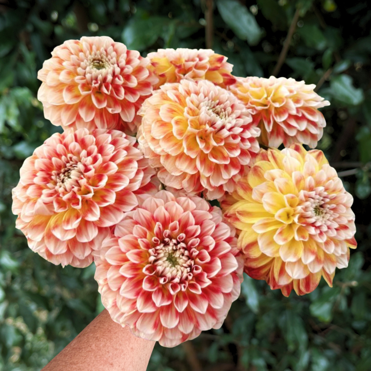 Jowey Fantasy Dahlia Tuber | South Africa - Love Dahlias - south - africa - flower - bulbs