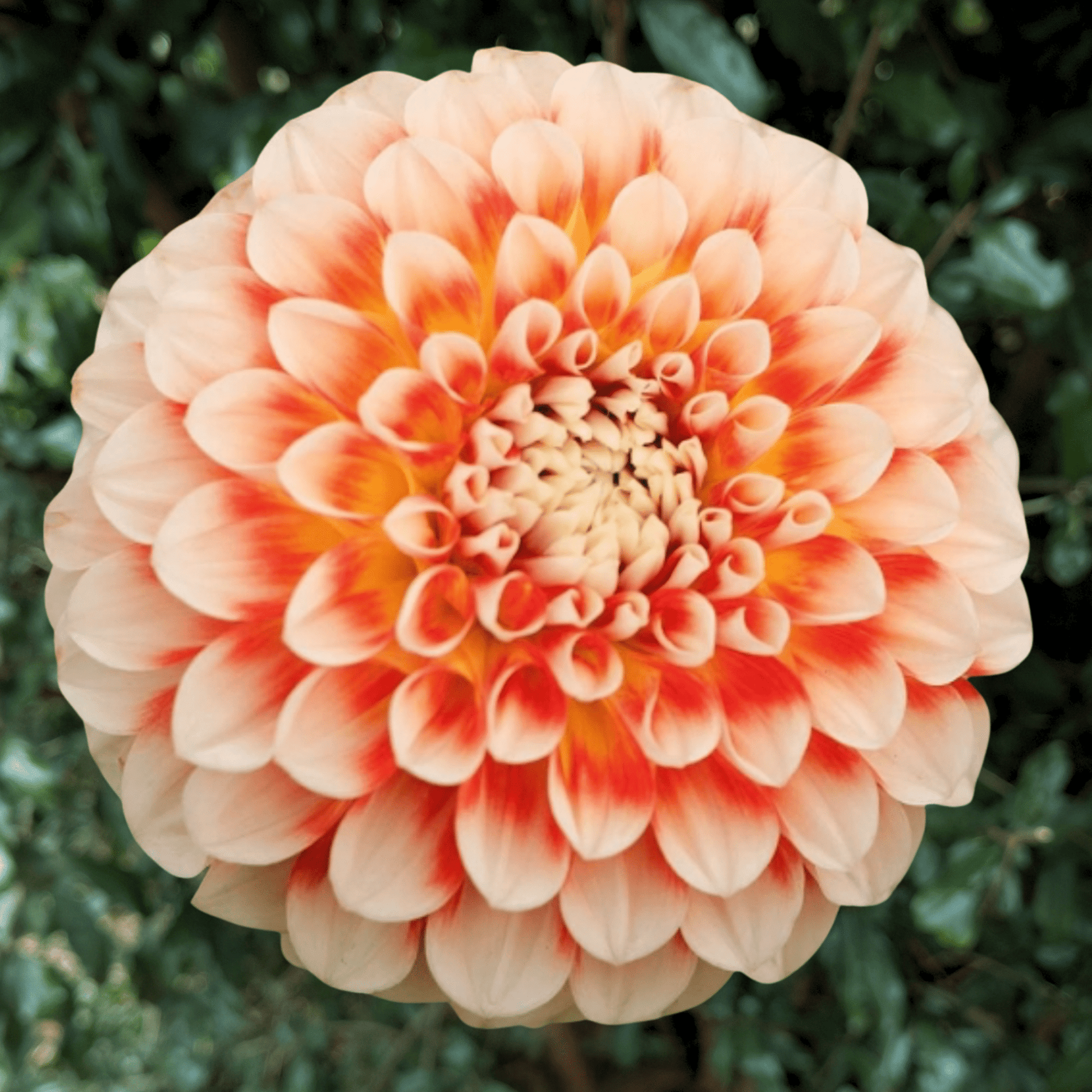Jowey Fantasy Dahlia Tuber | South Africa - Love Dahlias - south - africa - flower - bulbs