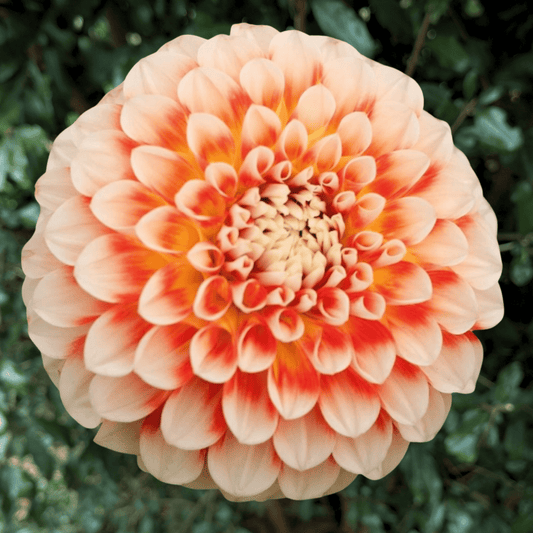 Jowey Fantasy Dahlia Tuber | South Africa - Love Dahlias - south - africa - flower - bulbs