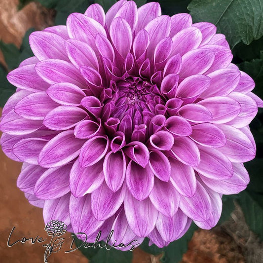 Jowey Louise Dahlia Tuber - Love Dahlias - south - africa - flower - bulbs