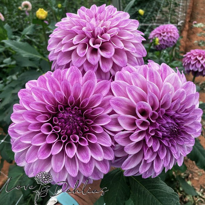 Jowey Louise Dahlia Tuber - Love Dahlias - south - africa - flower - bulbs