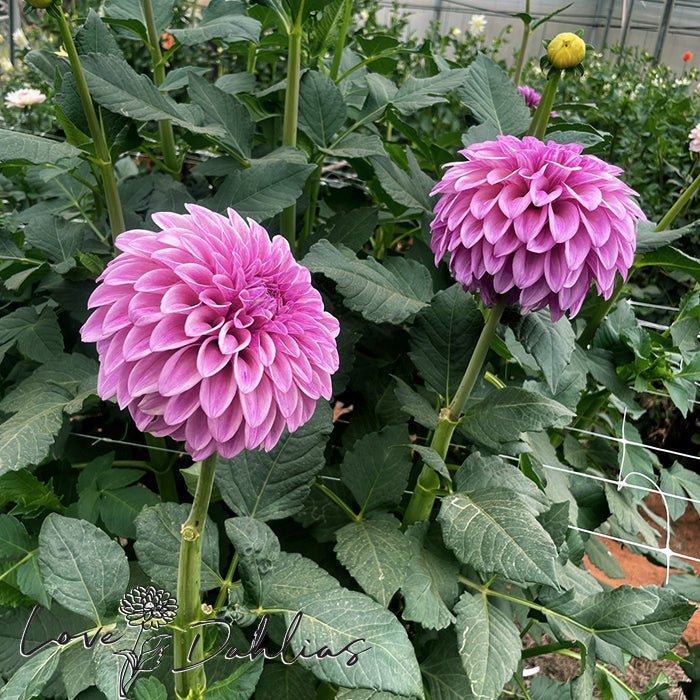 Jowey Louise Dahlia Tuber - Love Dahlias - south - africa - flower - bulbs