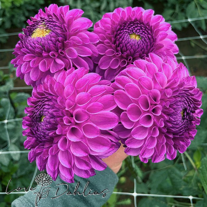 Julio Dahlia Tuber - Love Dahlias - south - africa - flower - bulbs