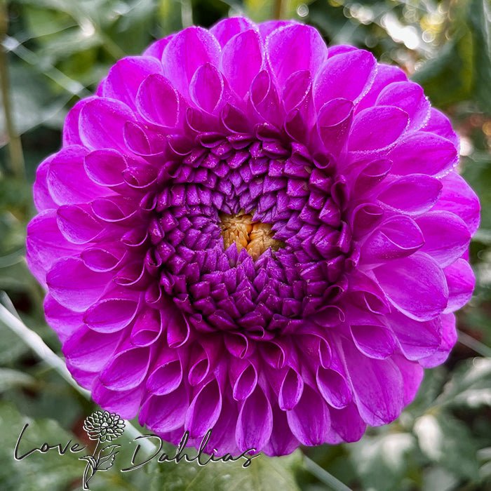 Julio Dahlia Tuber - Love Dahlias - south - africa - flower - bulbs