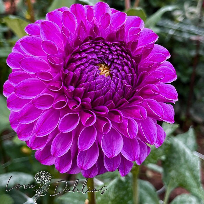 Julio Dahlia Tuber - Love Dahlias - south - africa - flower - bulbs