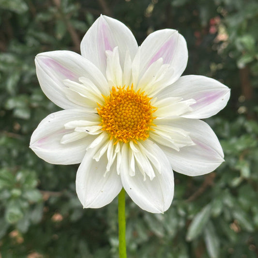 Karen G Dahlia (Limit 1 p.p) - Love Dahlias - south - africa - flower - bulbs