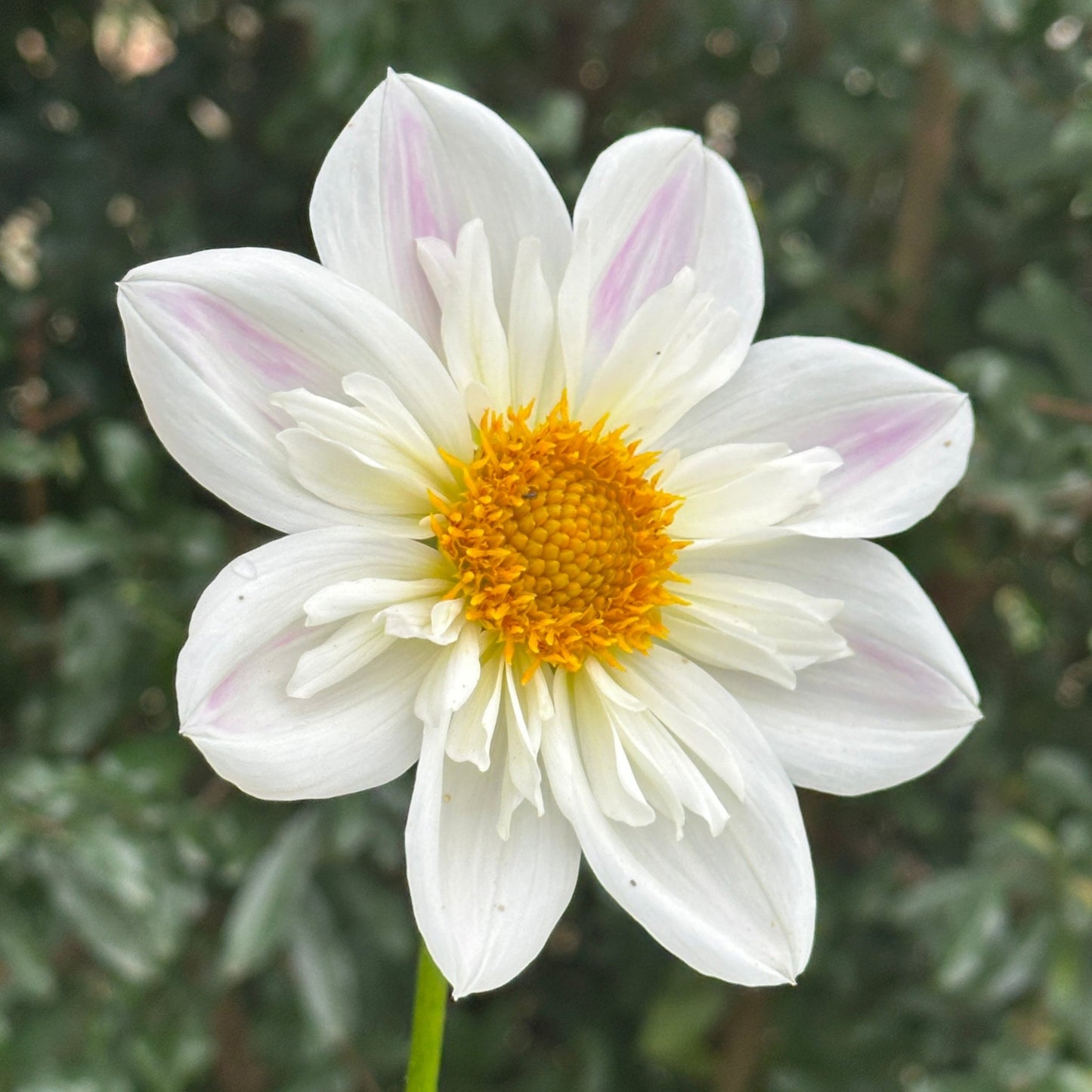 Karen G Dahlia (Limit 1 p.p) - Love Dahlias - south - africa - flower - bulbs