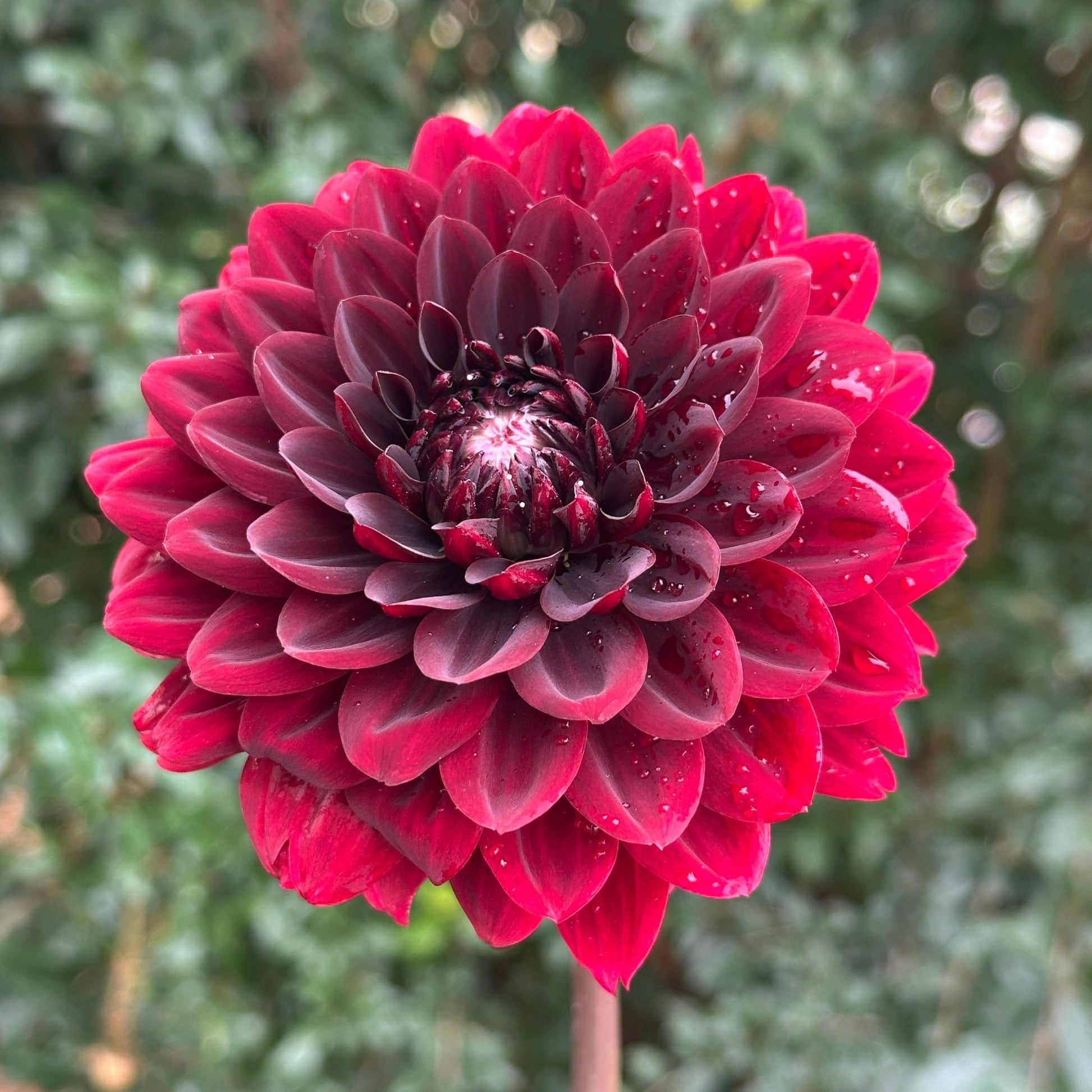 Karma Choc Dahlia Tuber - Love Dahlias - south - africa - flower - bulbs