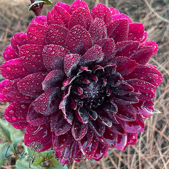 Karma Choc Dahlia Tuber - Love Dahlias - south - africa - flower - bulbs