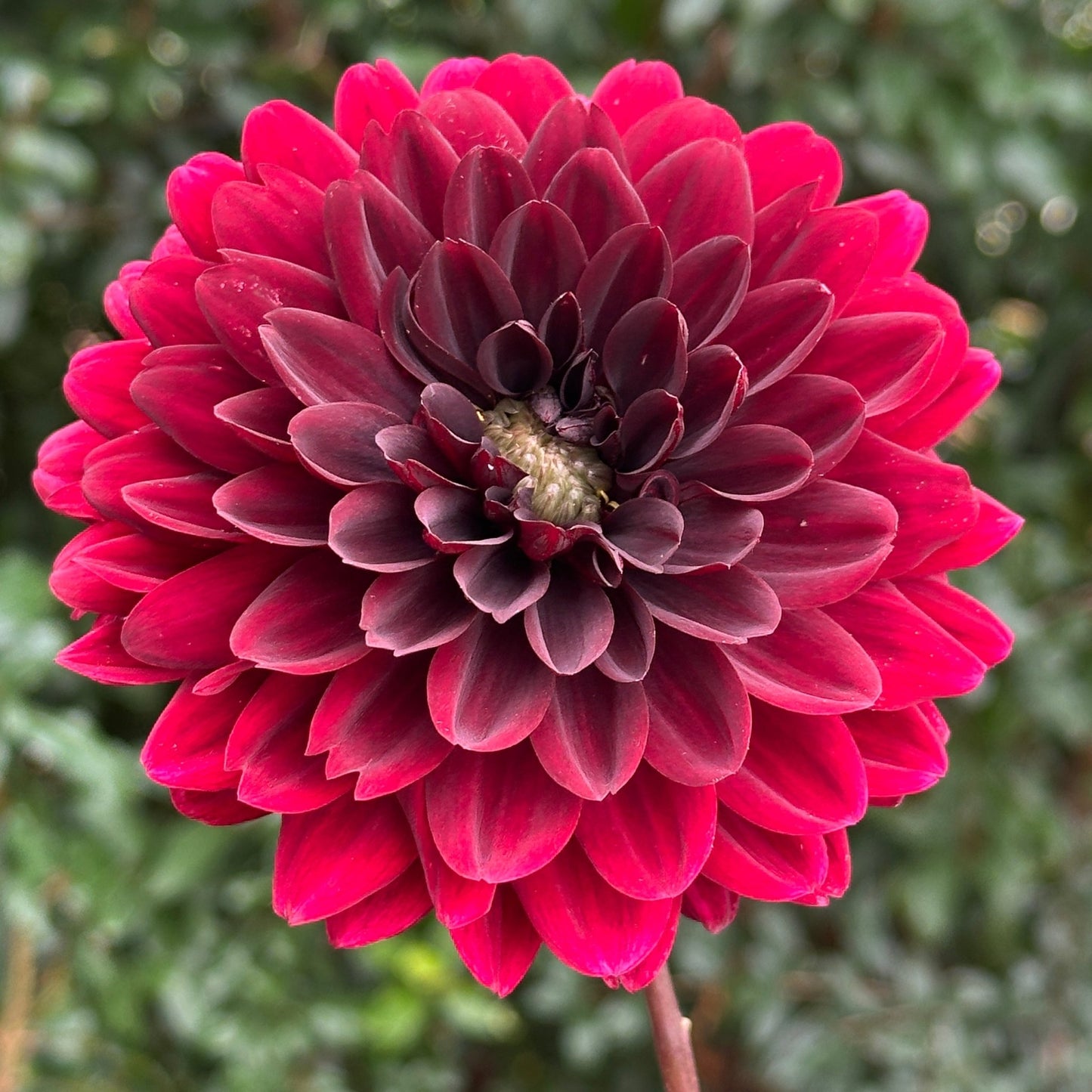 Karma Choc Dahlia Tuber - Love Dahlias - south - africa - flower - bulbs