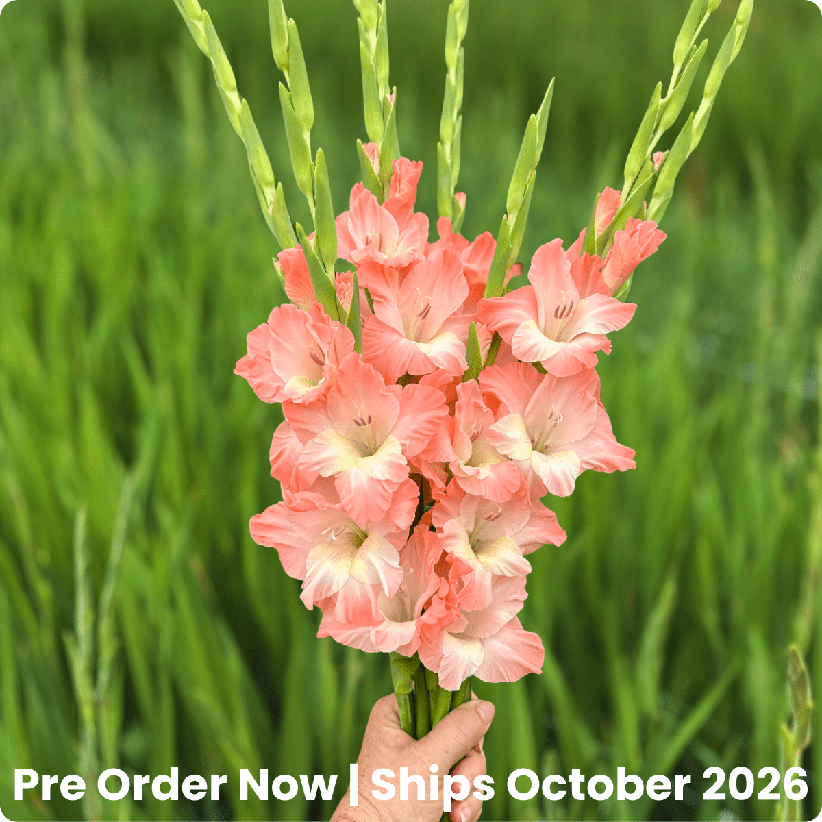 Karma Gladiolus Corms (Pack of 10) Sword Lily - Love Dahlias - south - africa - flower - bulbs