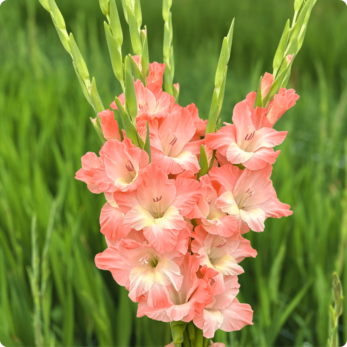 Karma Gladiolus Corms (Pack of 10) Sword Lily - Love Dahlias - south - africa - flower - bulbs