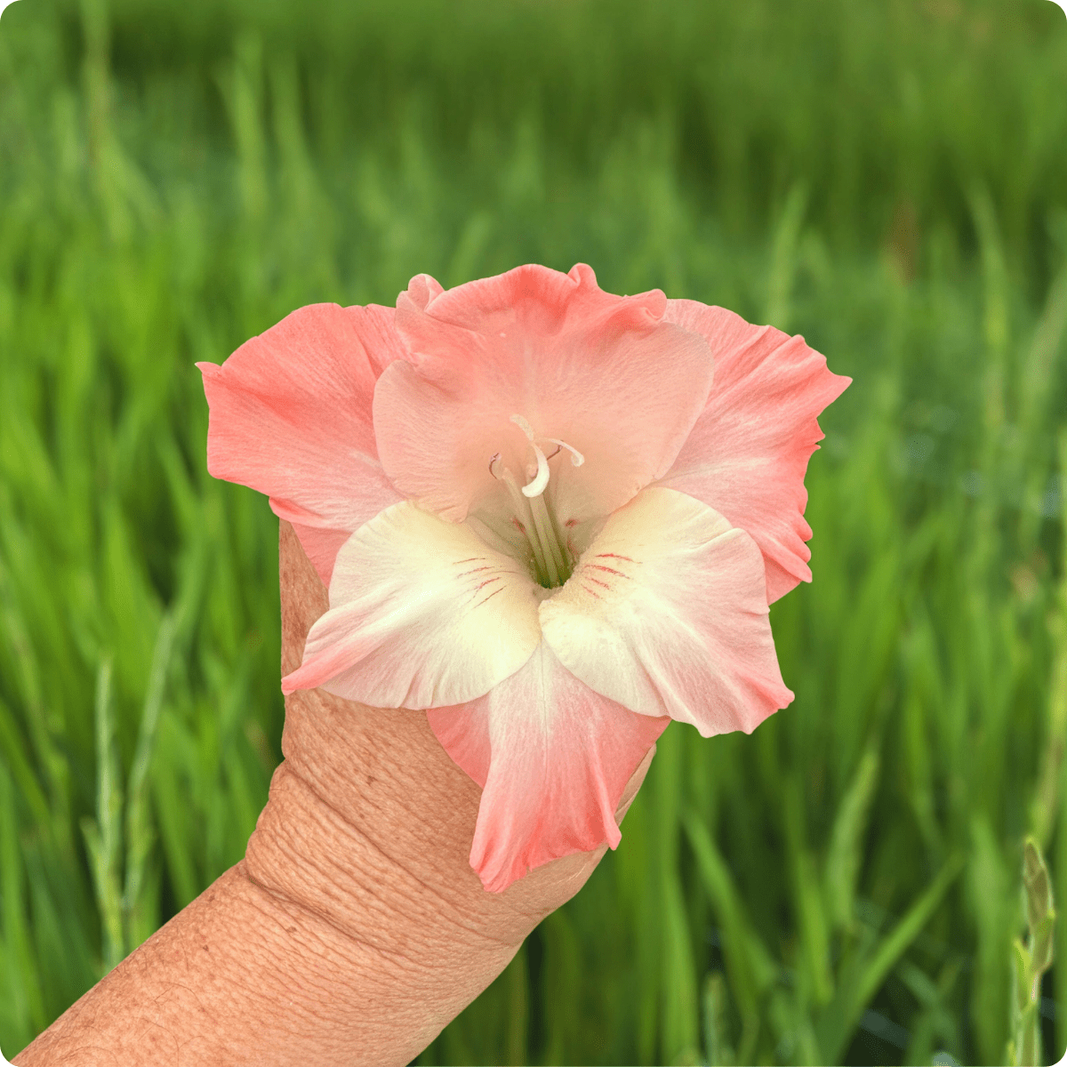 Karma Gladiolus Corms (Pack of 10) Sword Lily - Love Dahlias - south - africa - flower - bulbs