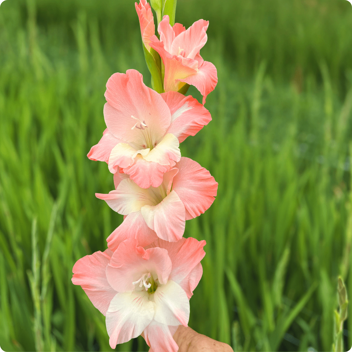 Karma Gladiolus Corms (Pack of 10) Sword Lily - Love Dahlias - south - africa - flower - bulbs