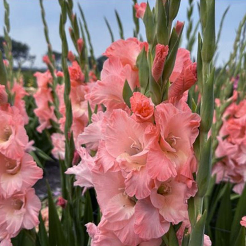 Karma Gladiolus (Pack of 12) Sword Lily - Love Dahlias - south - africa - flower - bulbs