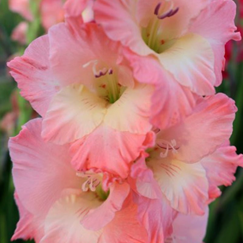 Karma Gladiolus (Pack of 12) Sword Lily - Love Dahlias - south - africa - flower - bulbs