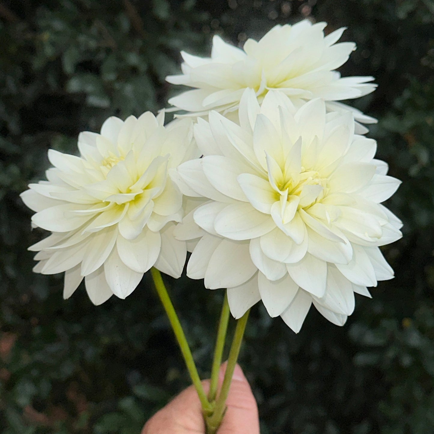 Karma Maarten Zwaan Dahlia Tuber - Love Dahlias - south - africa - flower - bulbs