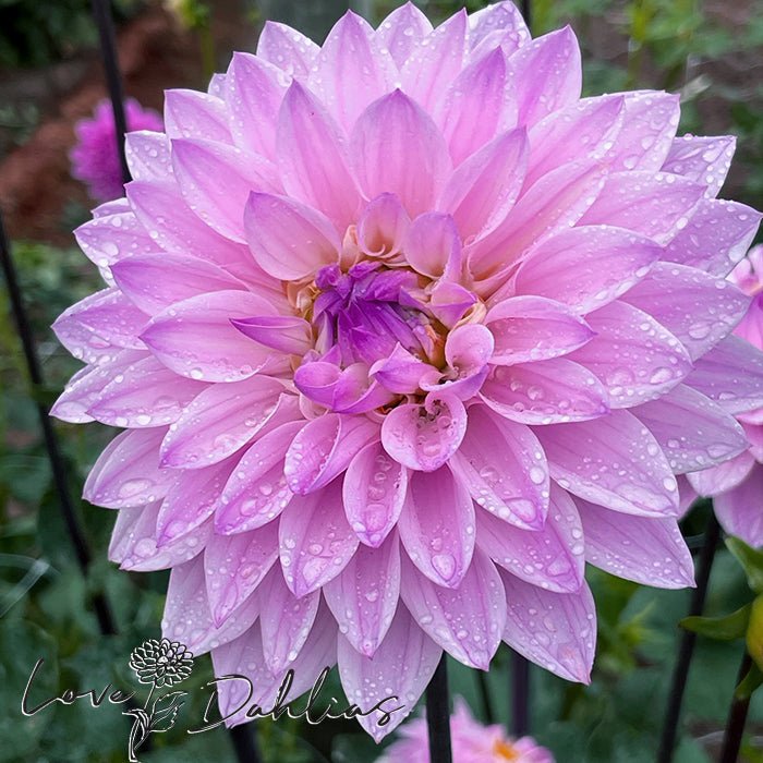 Karma Prospero Dahlia Tuber - Love Dahlias - south - africa - flower - bulbs