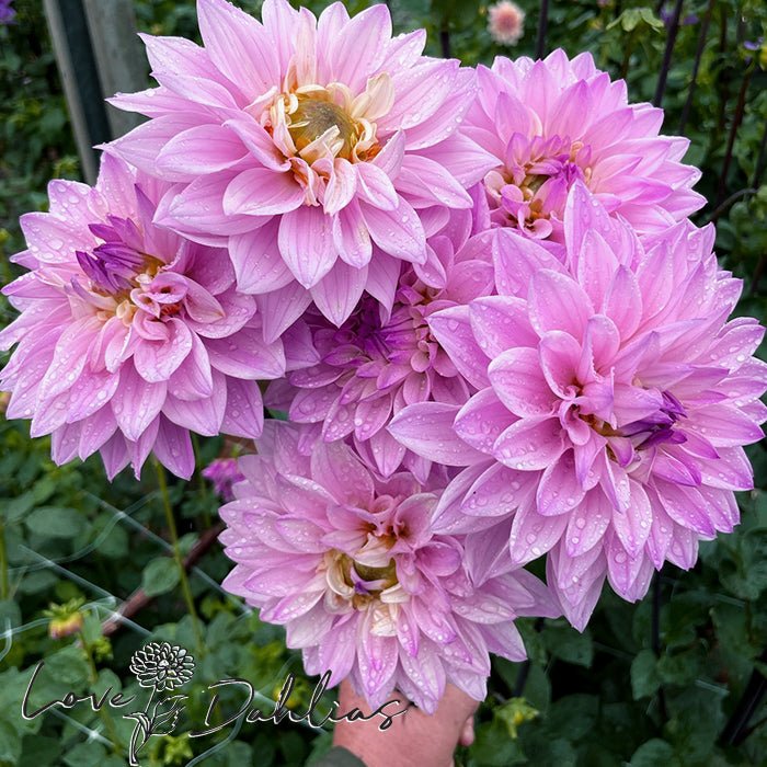 Karma Prospero Dahlia Tuber - Love Dahlias - south - africa - flower - bulbs