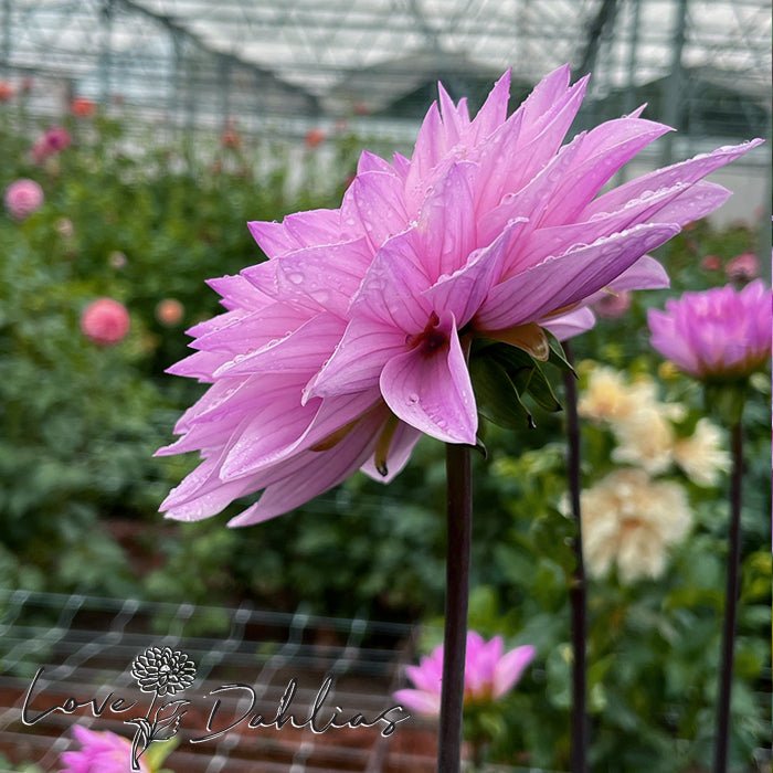Karma Prospero Dahlia Tuber - Love Dahlias - south - africa - flower - bulbs