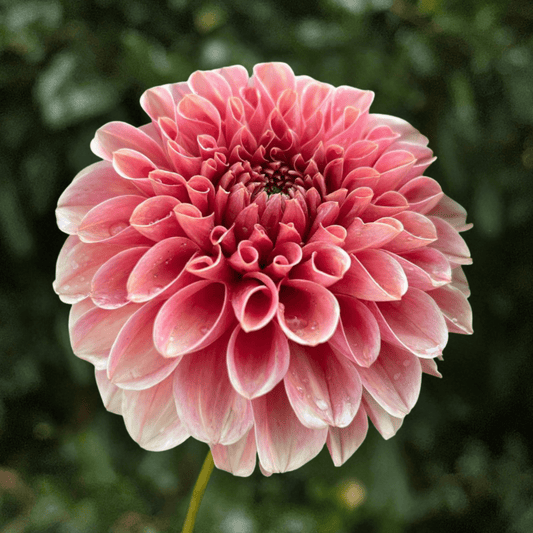 KA's Apricot Jam Dahlia Tuber | South Africa - Love Dahlias-south-africa-flower-bulbs