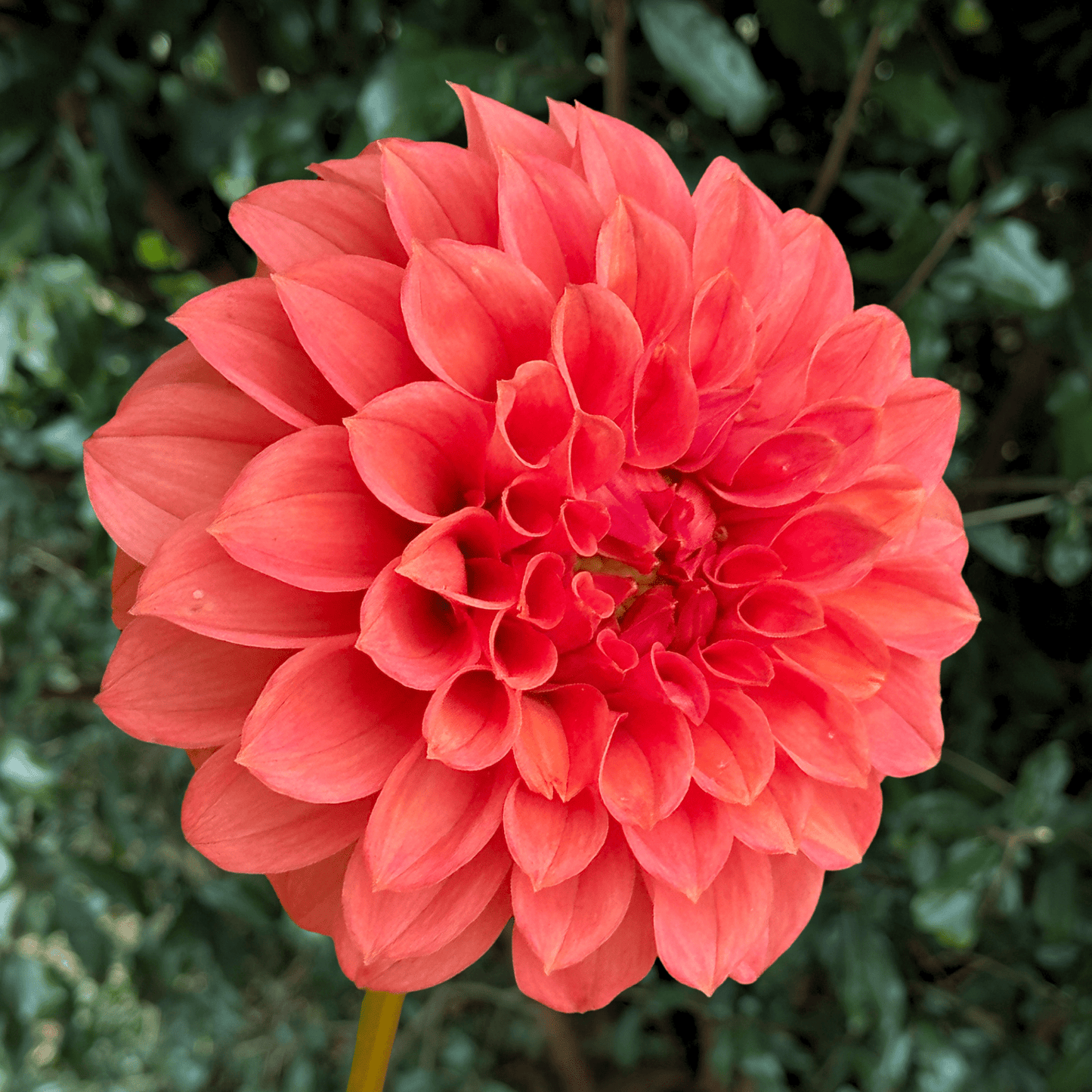 KA’s Keltie Rose Dahlia Tuber | South Africa - Love Dahlias - south - africa - flower - bulbs