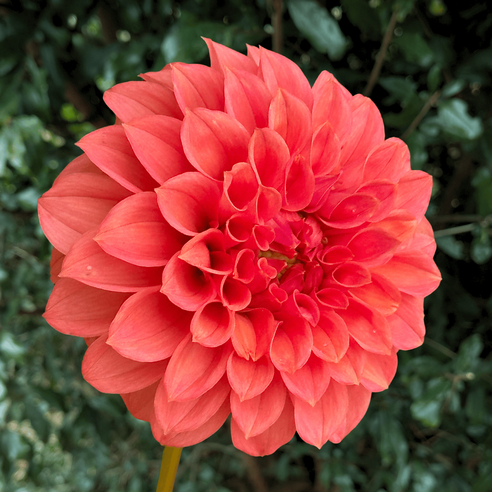 KA’s Keltie Rose Dahlia Tuber | South Africa - Love Dahlias - south - africa - flower - bulbs