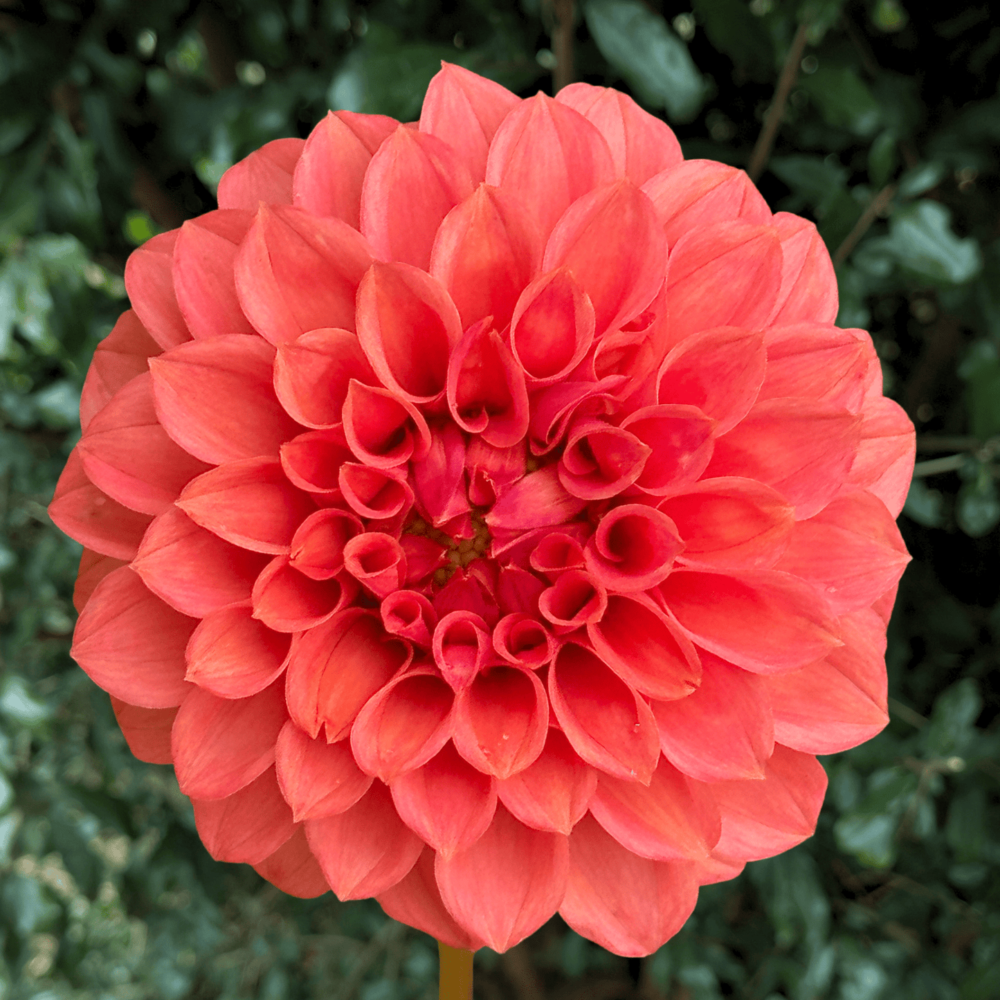 KA’s Keltie Rose Dahlia Tuber | South Africa - Love Dahlias - south - africa - flower - bulbs