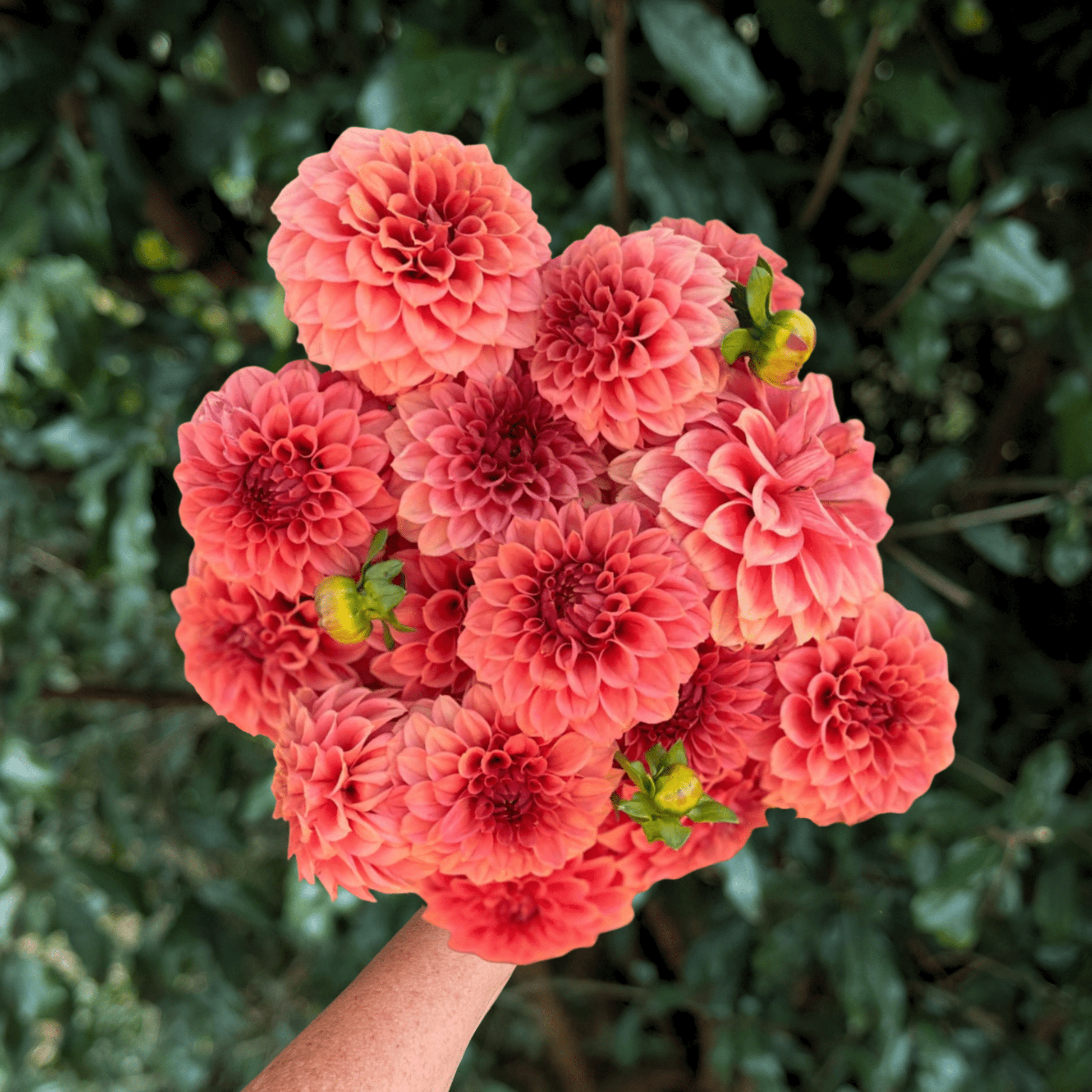 KA’s Keltie Rose Dahlia Tuber | South Africa - Love Dahlias - south - africa - flower - bulbs