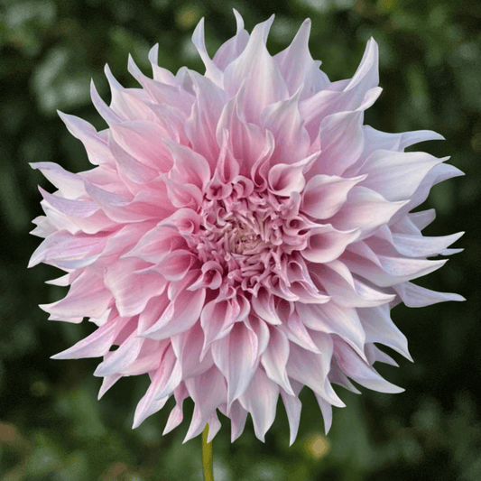 KA's Lavender Blush Dahlia Tuber | South Africa - Love Dahlias-south-africa-flower-bulbs