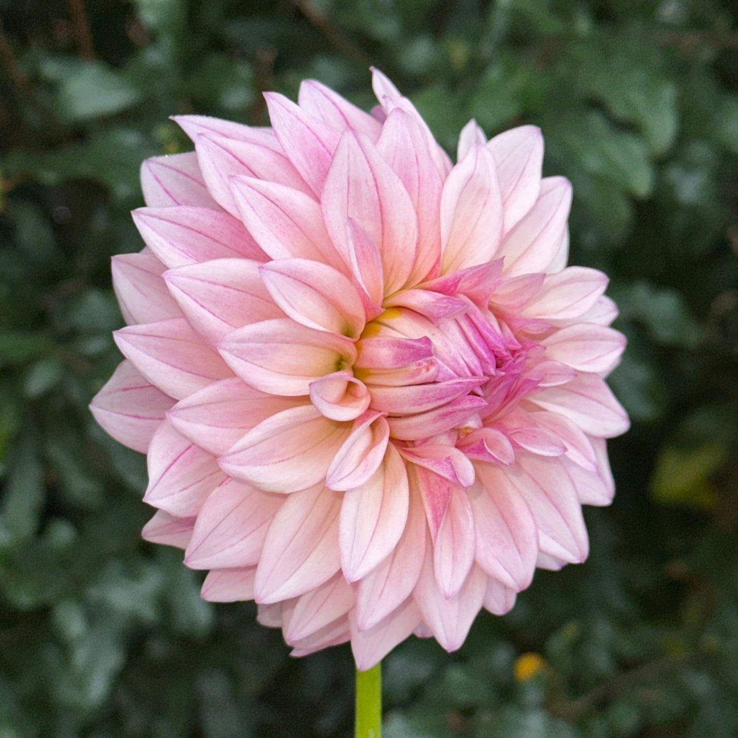 KA’s Mocha Jake Dahlia (Limit 1 p.p) - Love Dahlias - south - africa - flower - bulbs