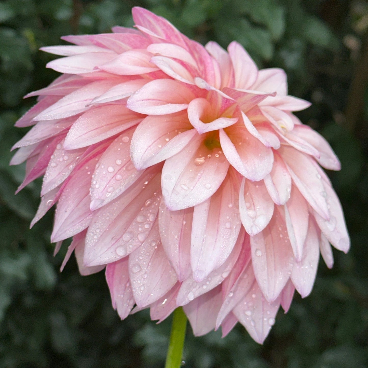 KA’s Mocha Jake Dahlia (Limit 1 p.p) - Love Dahlias - south - africa - flower - bulbs
