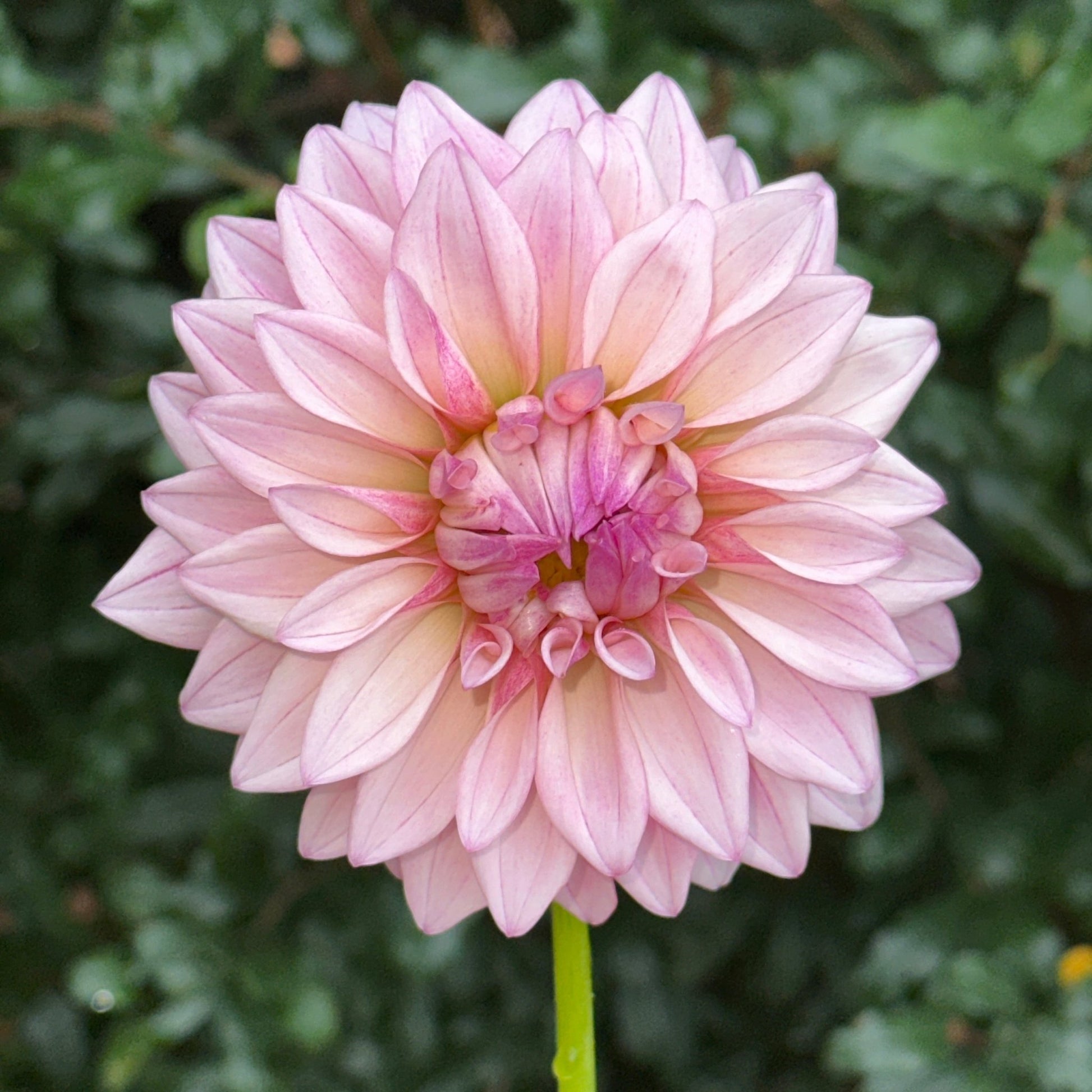 KA’s Mocha Jake Dahlia (Limit 1 p.p) - Love Dahlias - south - africa - flower - bulbs