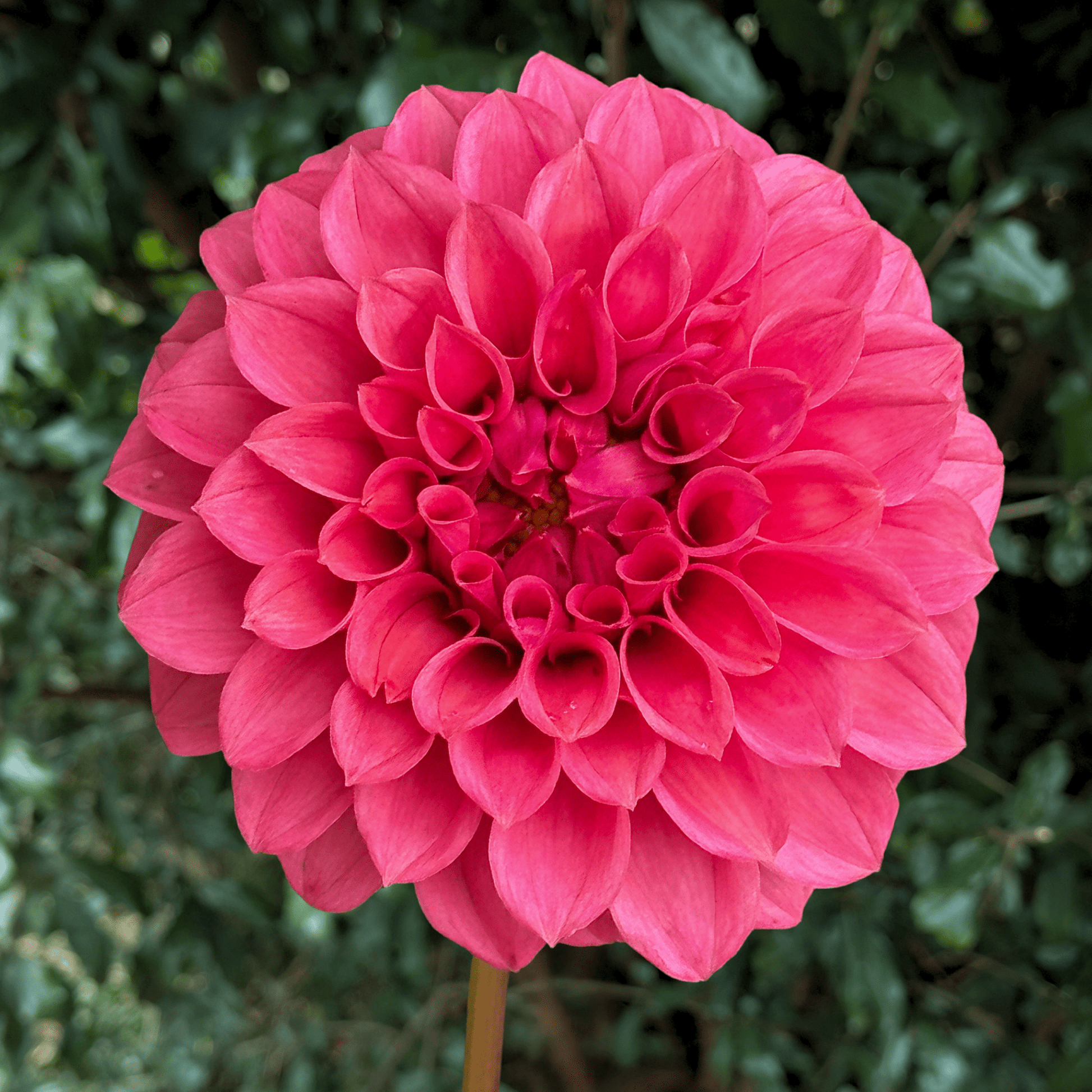 KA’s Rosie Jo Dahlia Tuber | South Africa - Love Dahlias - south - africa - flower - bulbs