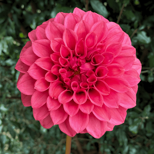 KA’s Rosie Jo Dahlia Tuber | South Africa - Love Dahlias - south - africa - flower - bulbs