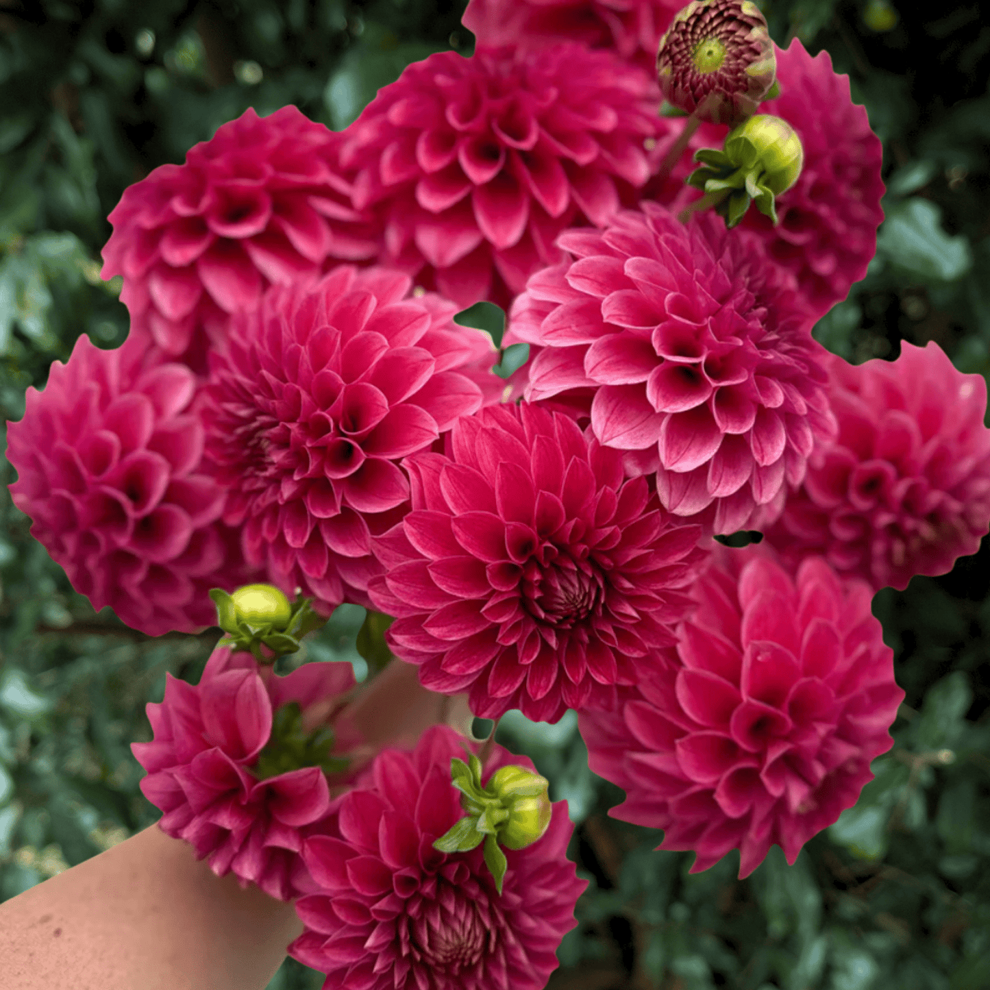 KA’s Rosie Jo Dahlia Tuber | South Africa - Love Dahlias - south - africa - flower - bulbs