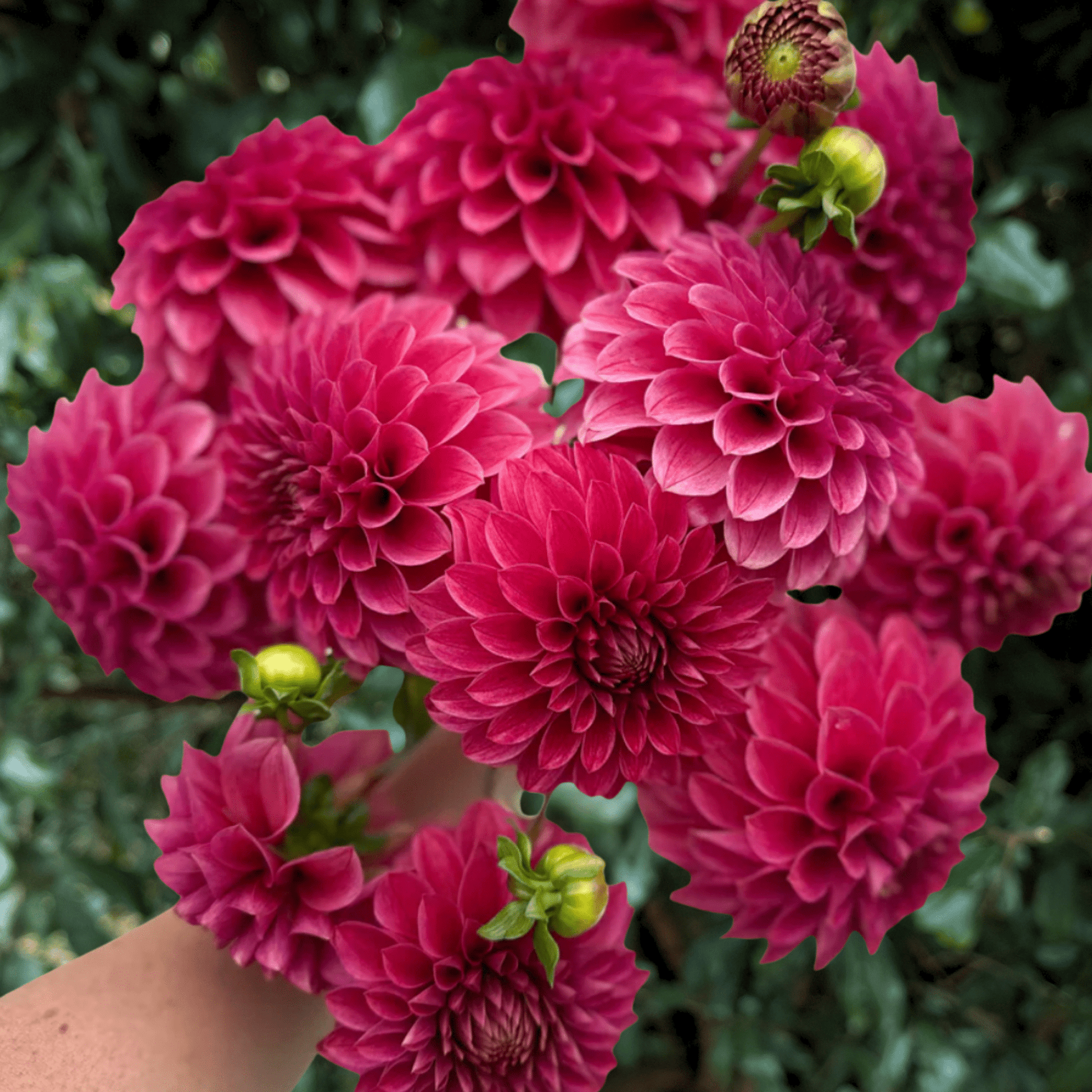 KA’s Rosie Jo Dahlia Tuber | South Africa - Love Dahlias - south - africa - flower - bulbs