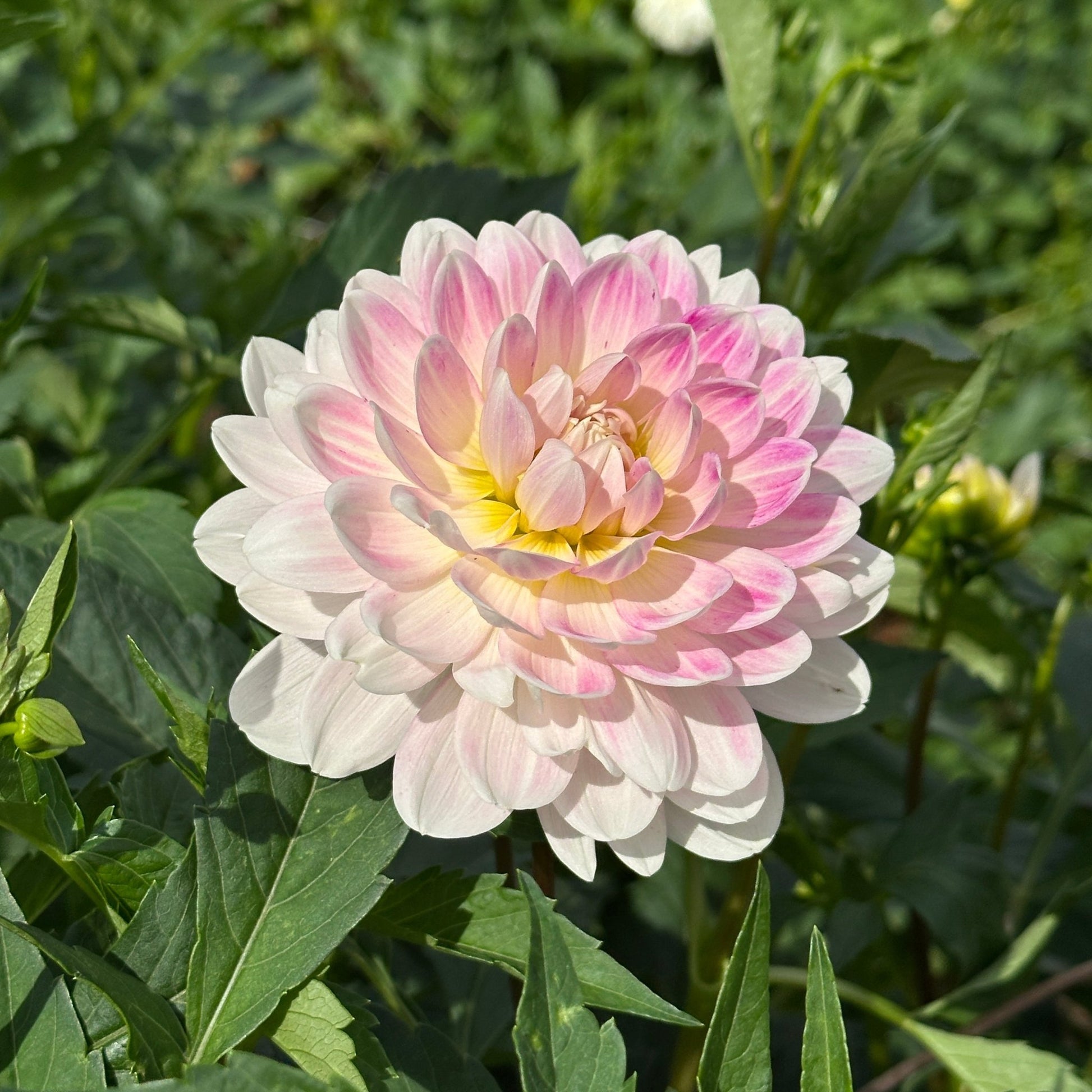 Kelgai Ann Dahlia (Limit 1 p.p) - Love Dahlias - south - africa - flower - bulbs