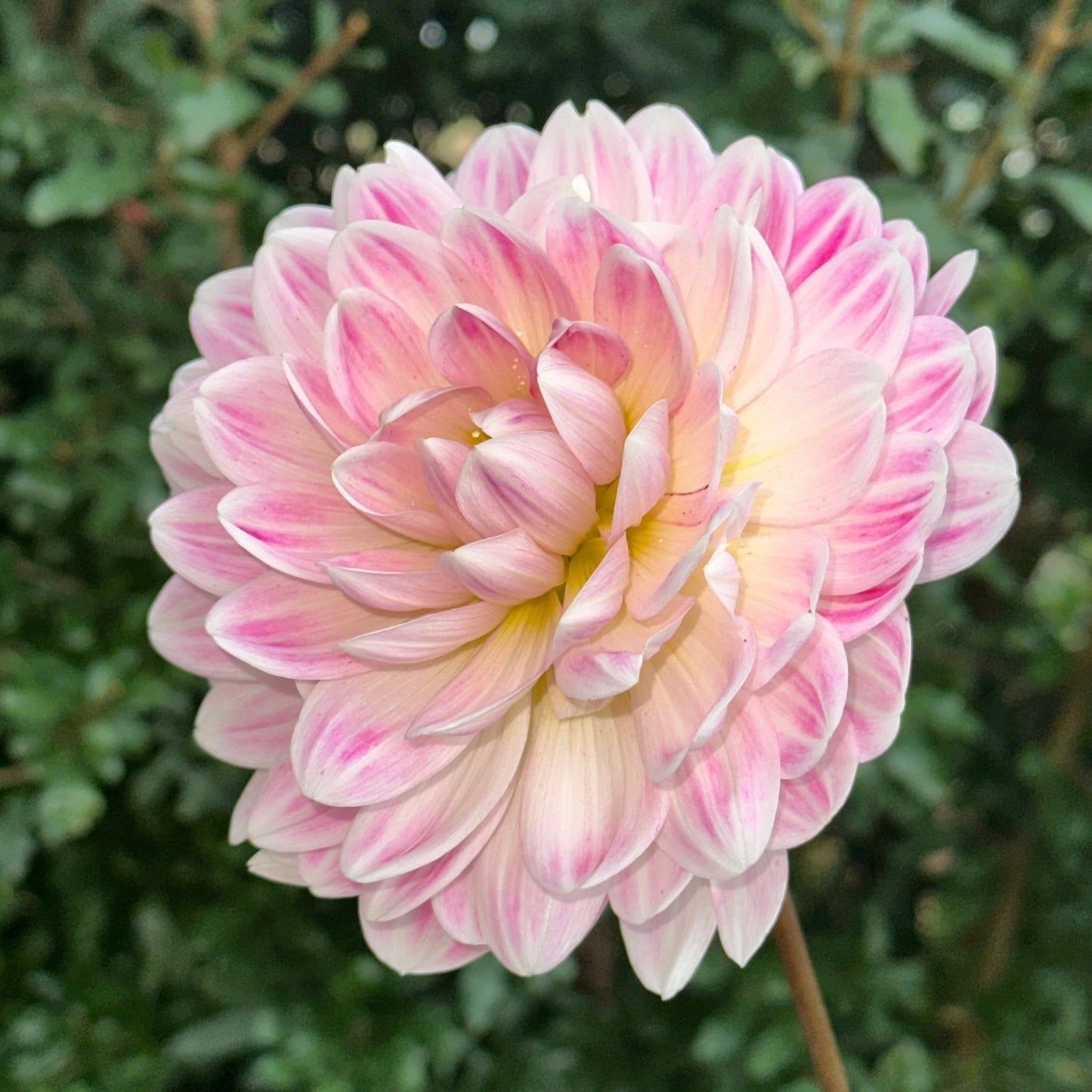 Kelgai Ann Dahlia (Limit 1 p.p) - Love Dahlias - south - africa - flower - bulbs