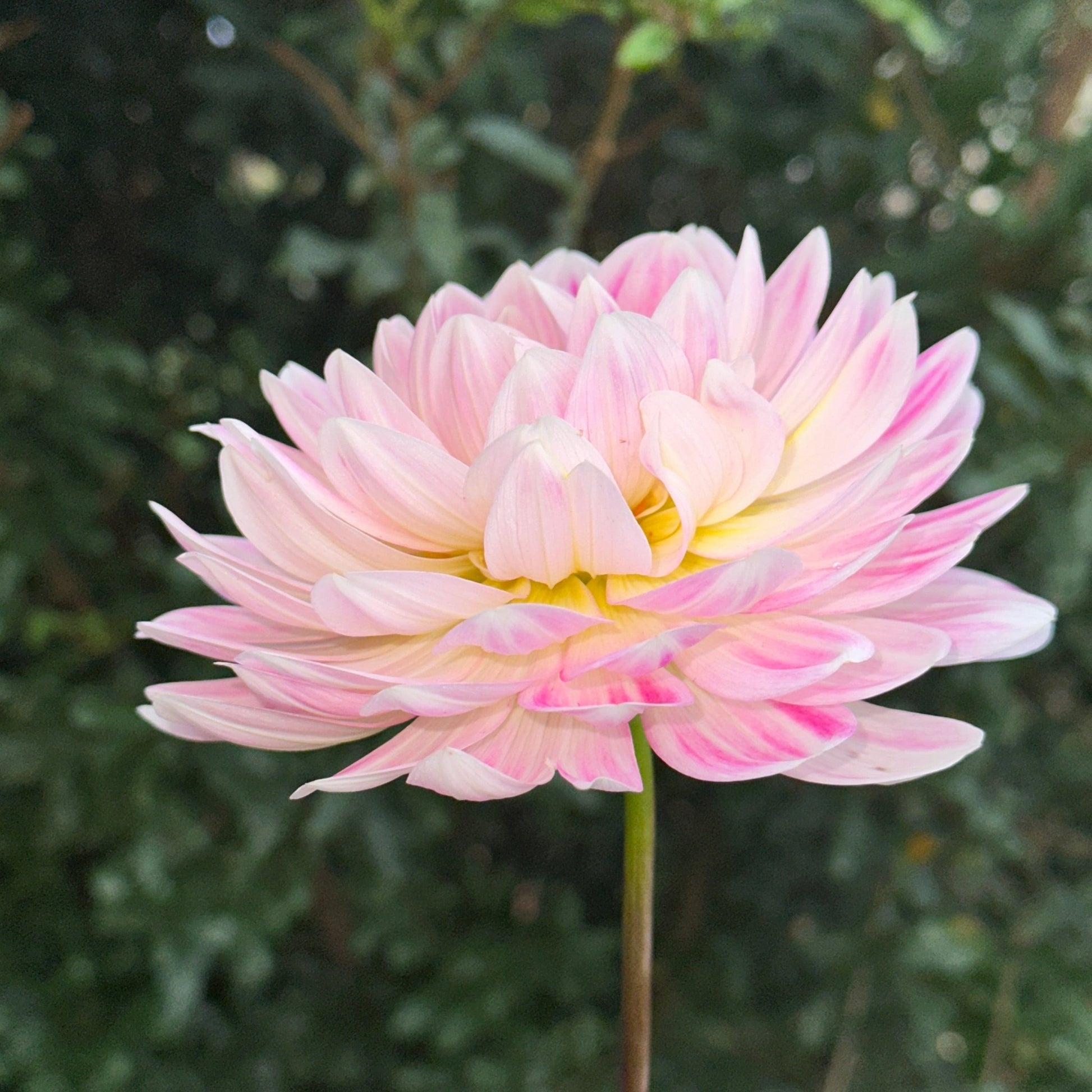 Kelgai Ann Dahlia (Limit 1 p.p) - Love Dahlias - south - africa - flower - bulbs