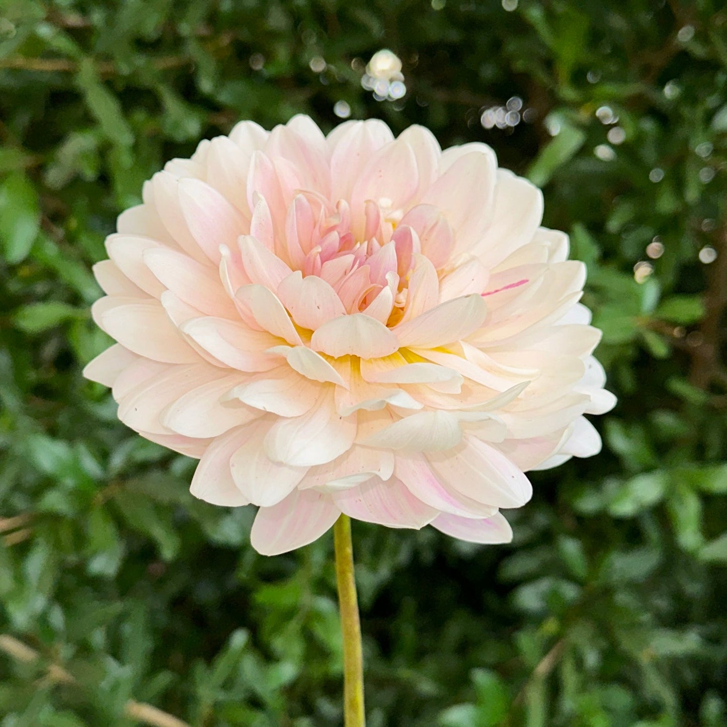 Kelgai Ann Dahlia (Limit 1 p.p) - Love Dahlias - south - africa - flower - bulbs