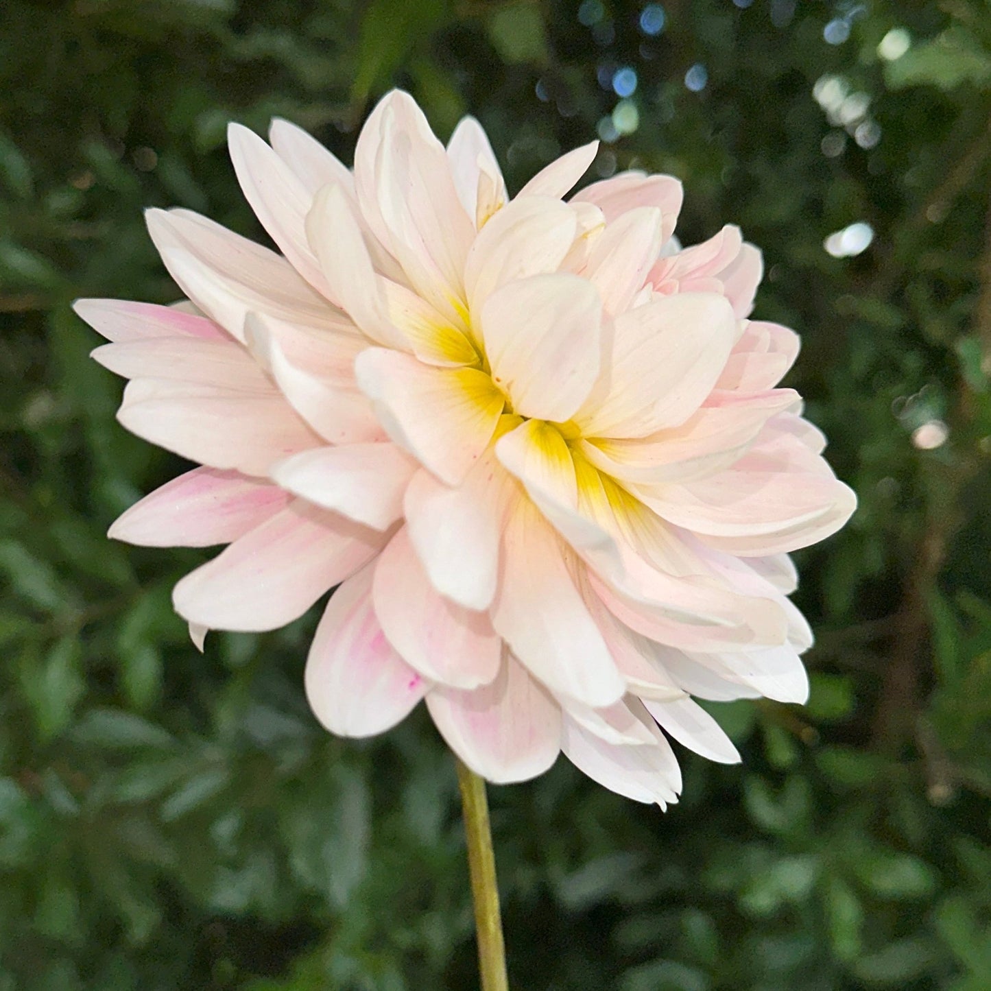Kelgai Ann Dahlia (Limit 1 p.p) - Love Dahlias - south - africa - flower - bulbs