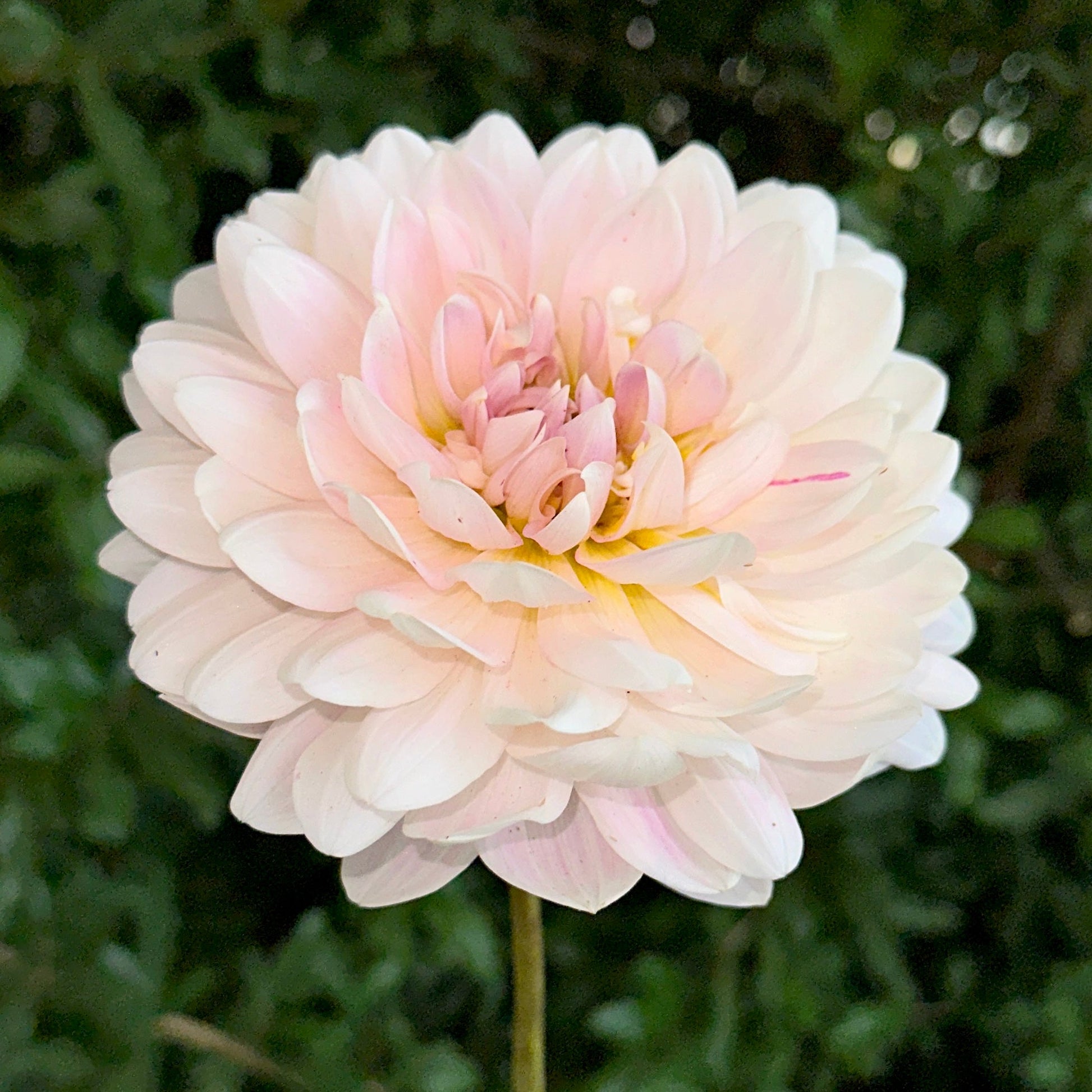 Kelgai Ann Dahlia (Limit 1 p.p) - Love Dahlias - south - africa - flower - bulbs