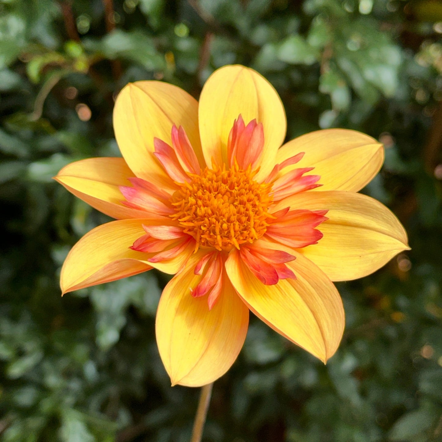 Kelsey Annie Joy Dahlia Tuber - Love Dahlias - south - africa - flower - bulbs