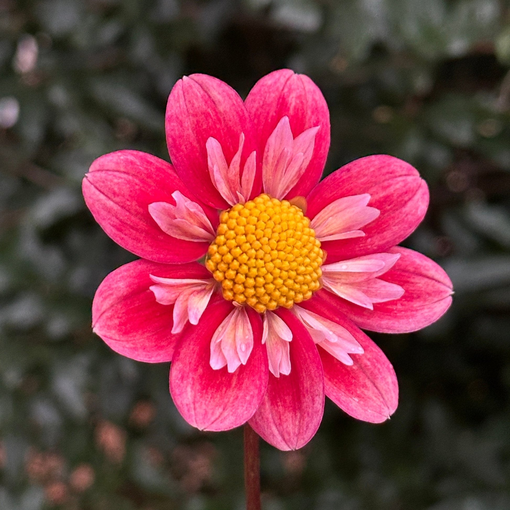 Kelsey Radiance Dahlia (Limit 1 p.p) - Love Dahlias - south - africa - flower - bulbs