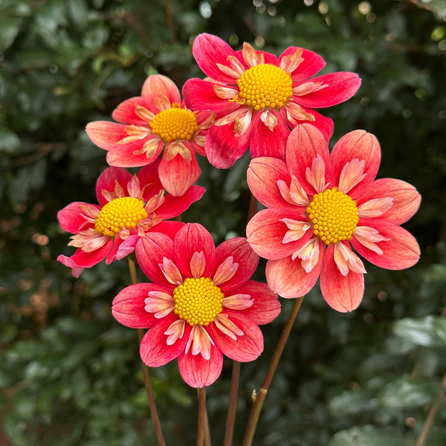 Kelsey Radiance Dahlia (Limit 1 p.p) - Love Dahlias - south - africa - flower - bulbs