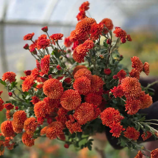 Kelvin Mandarin Heirloom Chrysanthemum (Available 2028) - Love Dahlias-south-africa-flower-bulbs